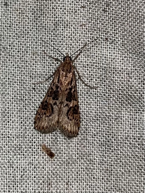 Nomophila noctuella - közönséges vándormoly