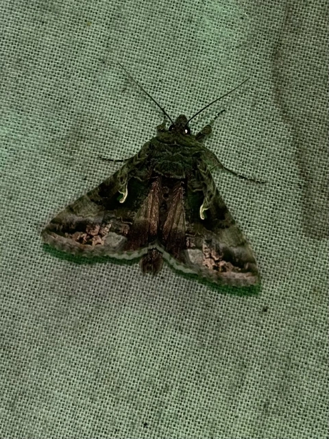 Autographa gamma - gammalepke