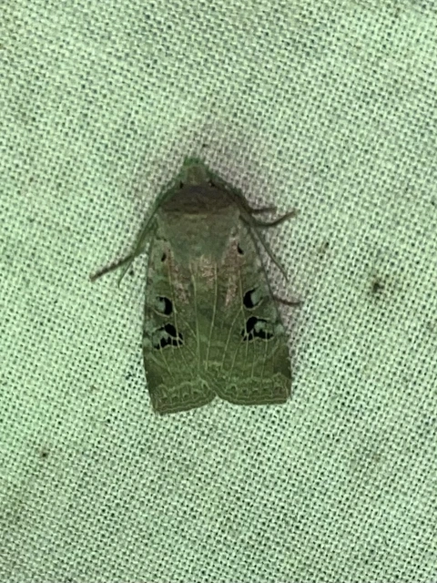 Conistra rubiginosa - szürke télibagoly