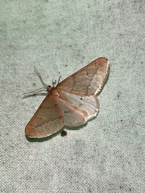 Alsophila aceraria - juhararaszoló