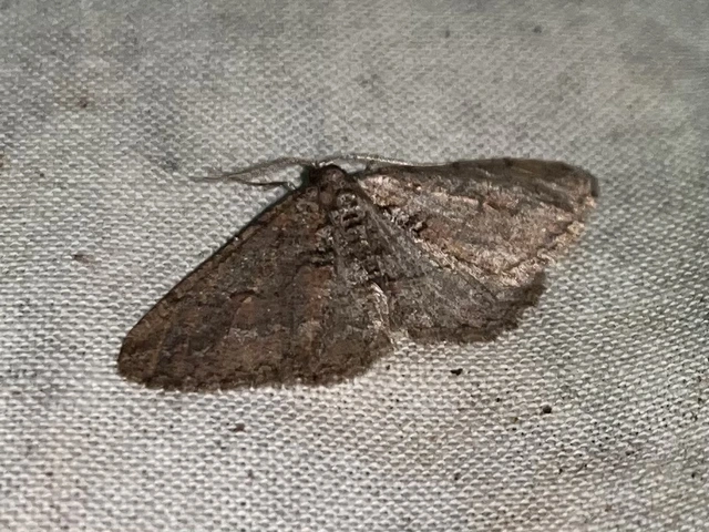Agriopis bajaria - kökény-téliaraszoló