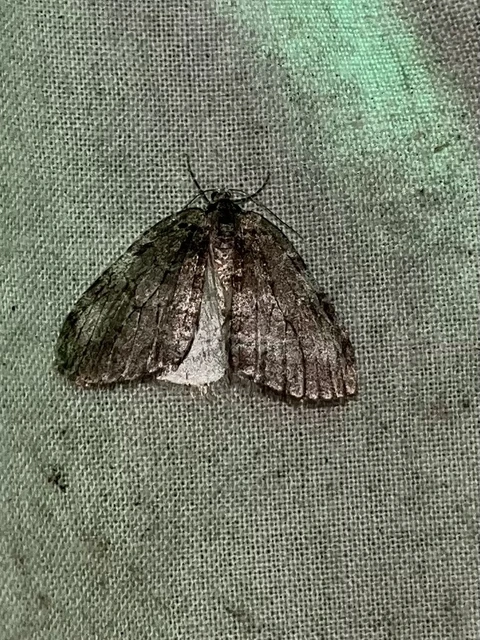 Epirrita christyi/dilutata