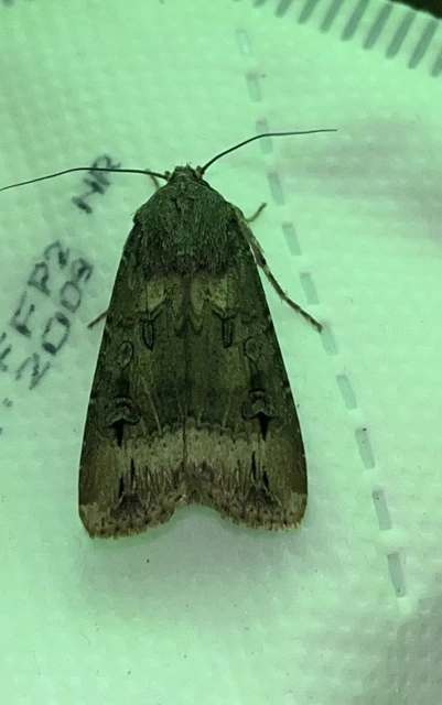 Agrotis ipsilon - nagy földibagoly