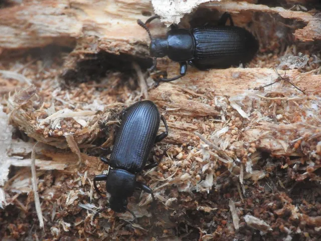 Menephilus cylindricus - fogasnyakú gyászbogár