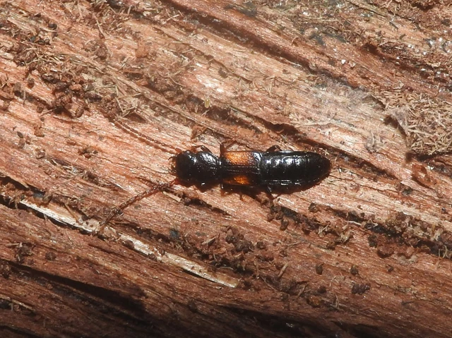 Siagonium humerale - vállfoltos lapholyva