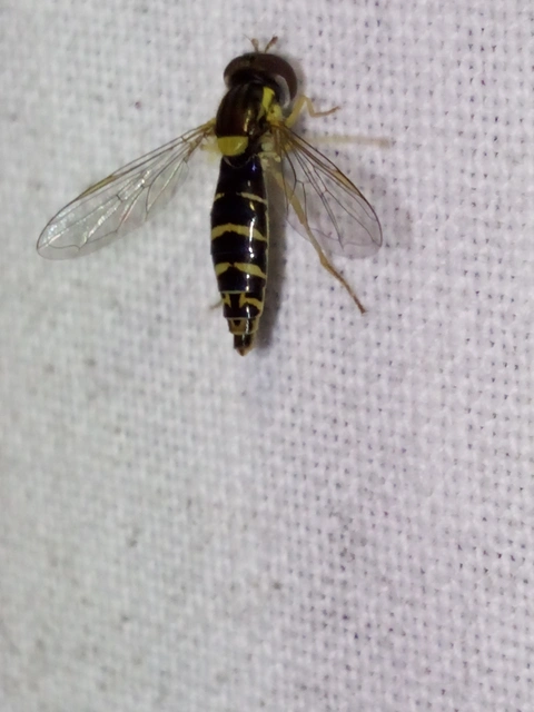 Sphaerophoria