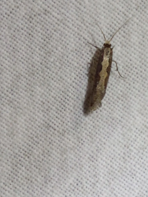 Plutella xylostella - káposztamoly