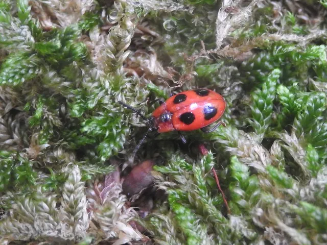 Endomychus coccineus - négypettyes álböde