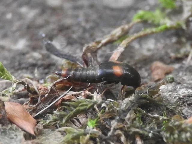 Sepedophilus bipustulatus - taplókedvelő pihésholyva Sepedophilus bipustulatus - taplókedvelő pihésholyva