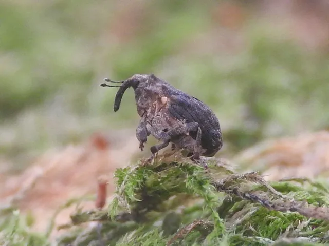 Stenocarus cardui - pipacsgyökér-ormányos
