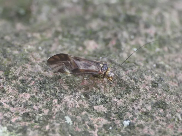 Psocoptera - Fürgetetvek