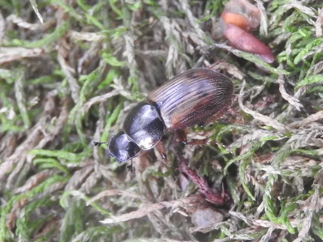 Aphodius obliteratus - sötétjegyű trágyabogár