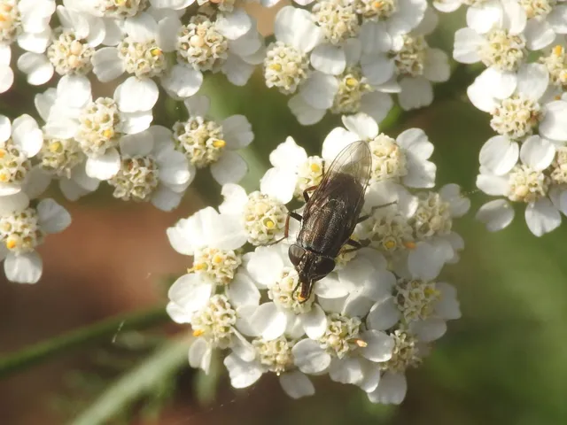 Stomorhina lunata - sáskaparazita légy