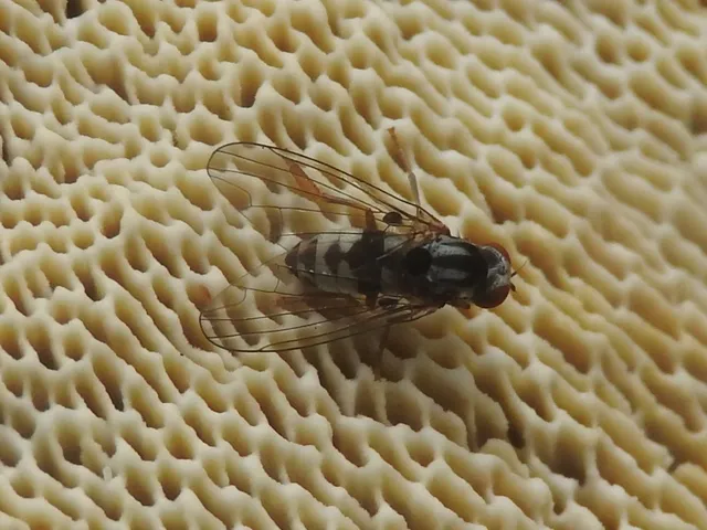Platypezidae - kormoslegyek