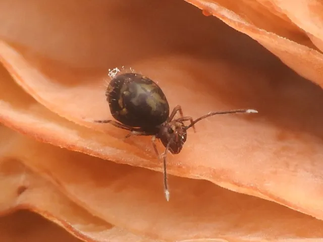 Collembola - Ugróvillások