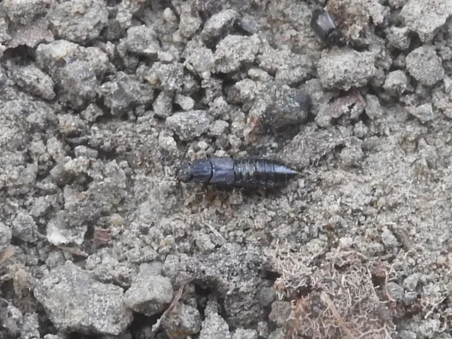 Anotylus Anotylus