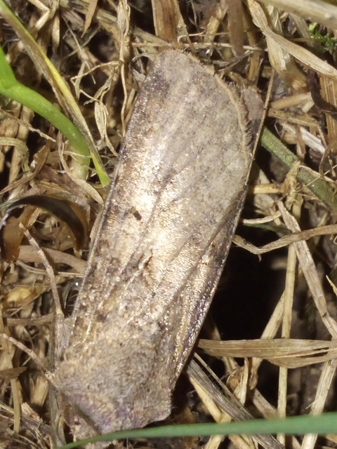 Agrotis segetum - vetési földibagoly