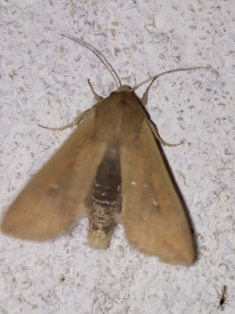 Mythimna unipuncta - hordabagoly