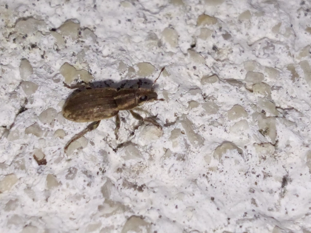 Sitona humeralis - lucerna-csipkézőbogár