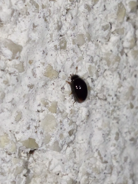 Phalacridae - kalászbogárfélék Phalacridae - kalászbogárfélék