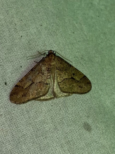 Erannis defoliaria - nagy téliaraszoló