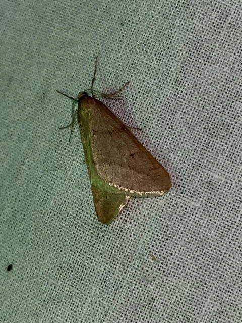 Alsophila aceraria - juhararaszoló