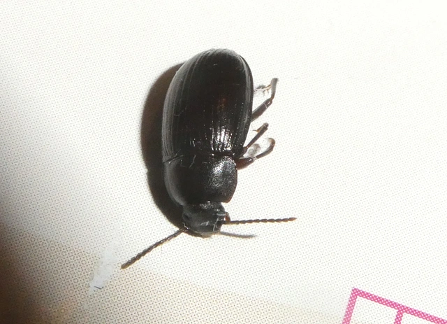 Nalassus dermestoides - rövidszárnyú gyászbogár