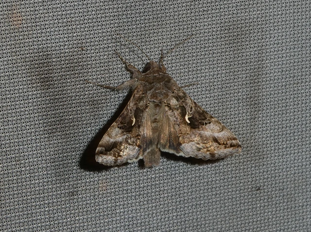 Autographa gamma - gammalepke