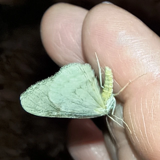 Epirrita