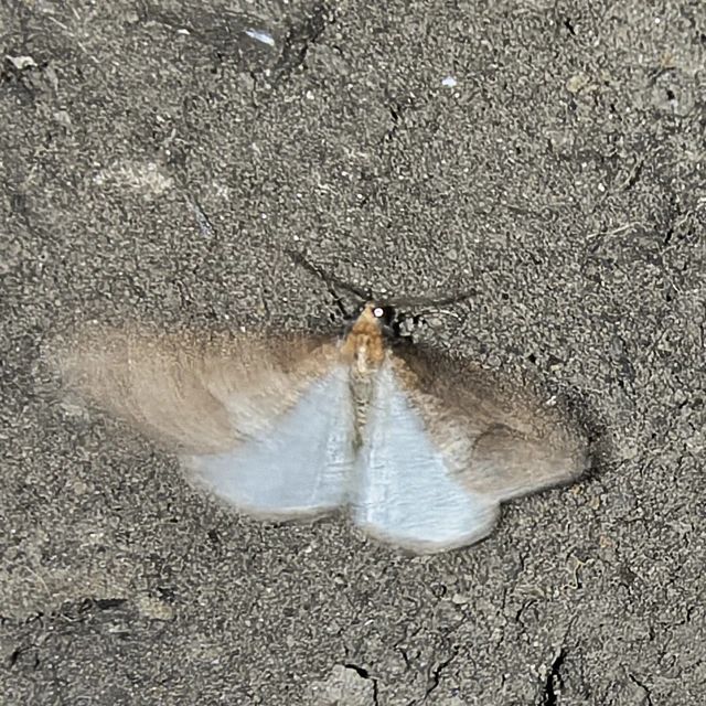 Erannis defoliaria - nagy téliaraszoló