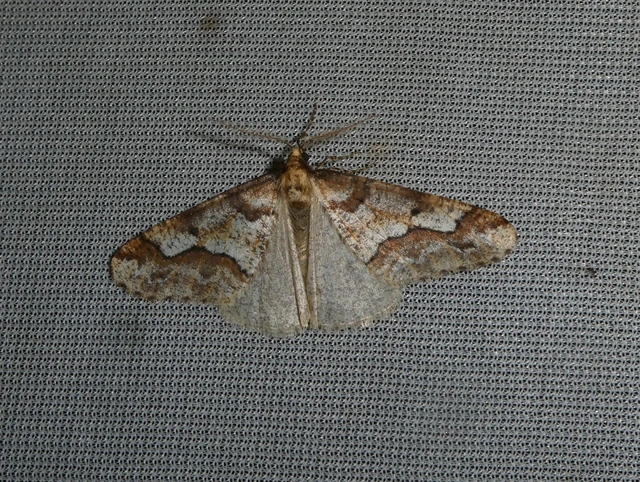 Erannis defoliaria - nagy téliaraszoló