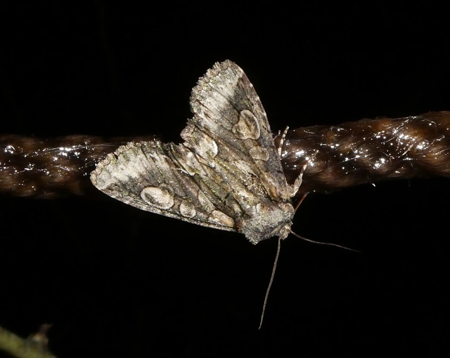 Allophyes oxyacanthae - galagonyabagoly