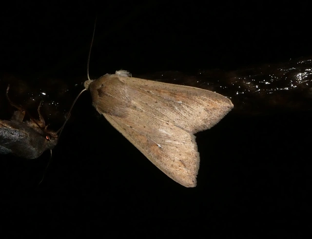 Mythimna unipuncta - hordabagoly