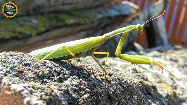 Mantis religiosa - imádkozósáska