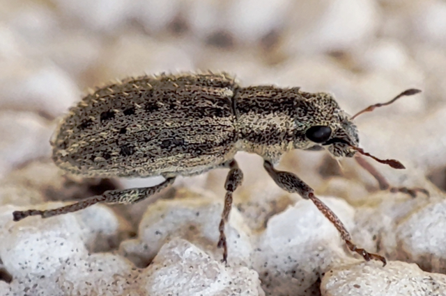 Sitona macularius - borsó-csipkézőbogár