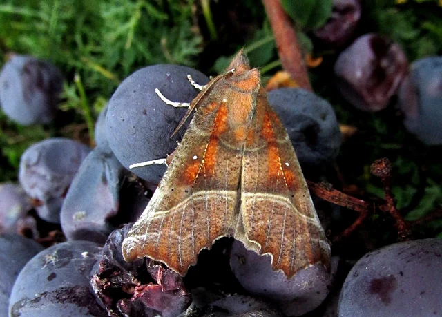 Scoliopteryx libatrix - vörös csipkésbagoly