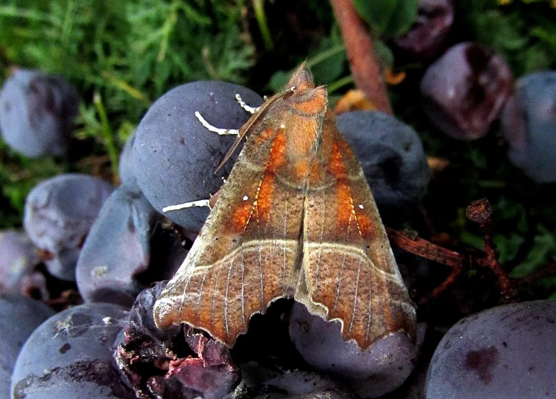 vörös csipkésbagoly - Scoliopteryx libatrix