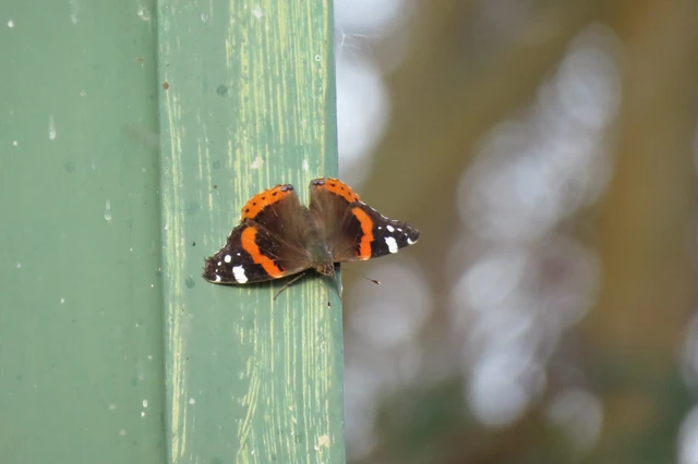 Vanessa atalanta - atalantalepke