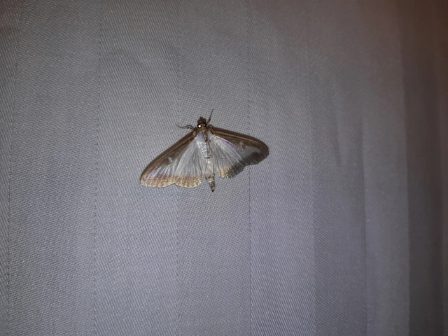 Cydalima perspectalis - puszpáng-tűzmoly