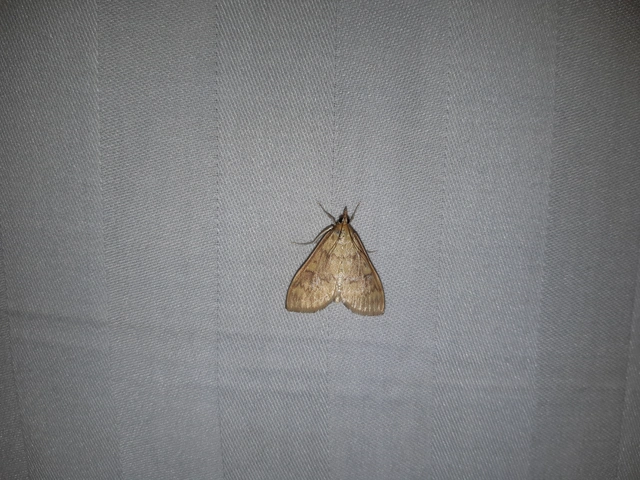 Ostrinia nubilalis - kukoricamoly