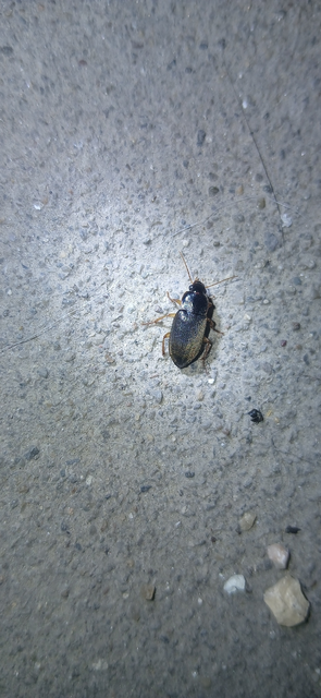 Harpalus griseus - kis selymesfutó