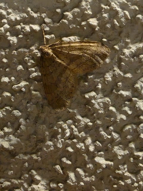 Operophtera brumata - kis téliaraszoló