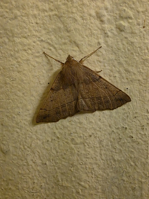 Colotois pennaria - tollascsápú araszoló