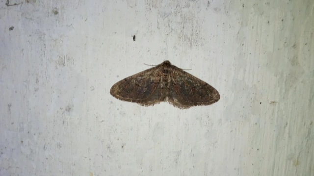 Agriopis bajaria - kökény-téliaraszoló