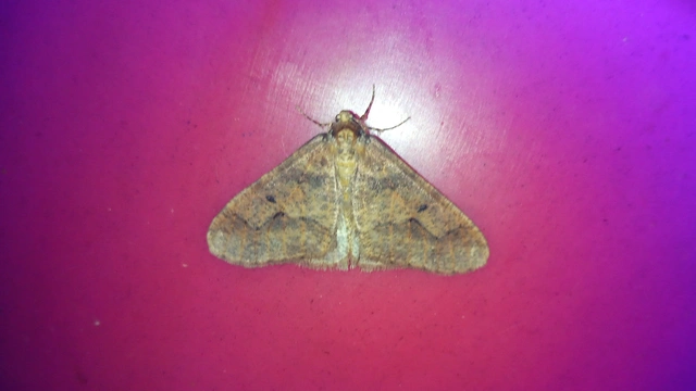 Erannis defoliaria - nagy téliaraszoló