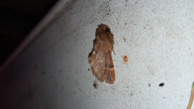 Ptilophora plumigera - tollas púposszövő