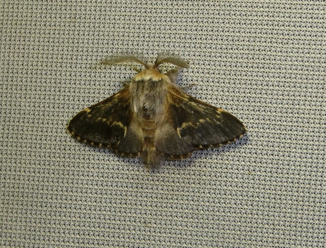 Poecilocampa populi - nyárfaszövő