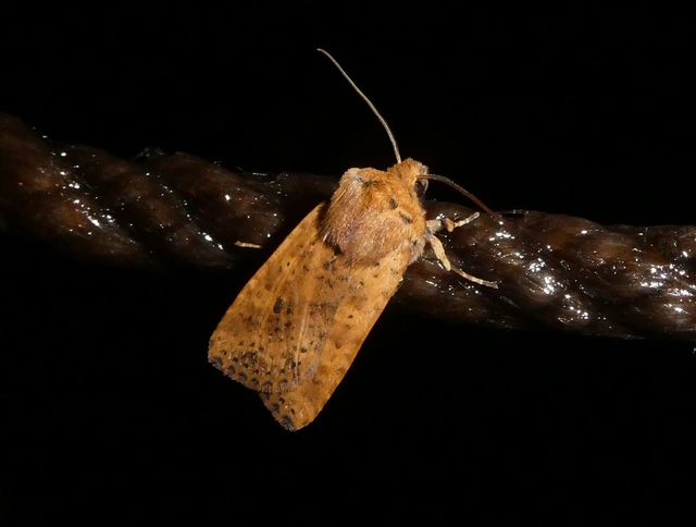 Conistra rubiginea - vörös őszibagoly