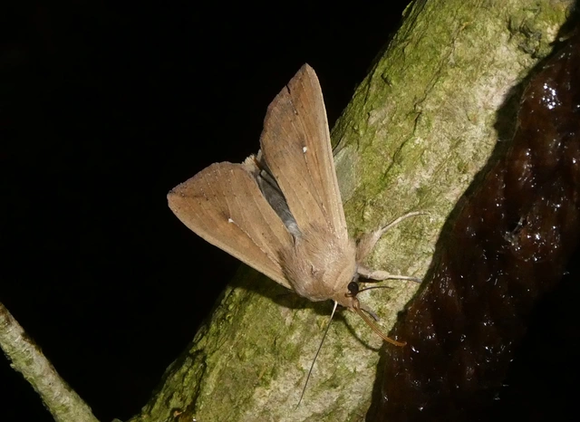 Mythimna unipuncta - hordabagoly