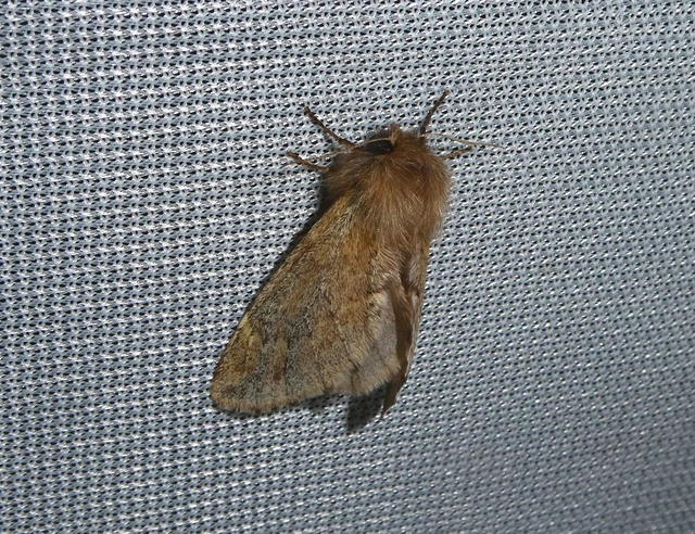 Ptilophora plumigera - tollas púposszövő